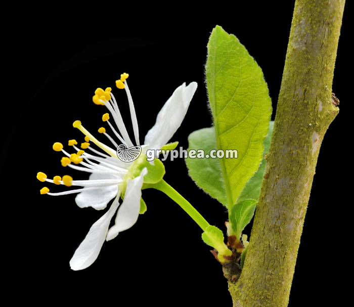 Merisier (Prunus avium) - fleur épanouie vue de profil - gryphea.com